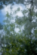 Abstract;Abstractions;botanical;botanicals;botany;flora;Foliage;Green;greenery;L