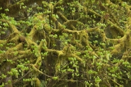 Abstract;Abstractions;Branches;Foliage;Hoh-Rainforest;Leaf;Leafy;Leaves;Moss;Oly