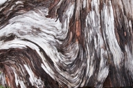 Abstract;Abstractions;Bark;Black;Branch;Brown;Chaos;Curve;Drift-Wood;Green;Olymp