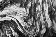 Abstract;Abstractions;Bark;Black;Black-and-White;Branch;Brown;Chaos;Curve;Drift-