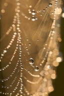 Abstract;Abstractions;Brown;Damp;Dawn;Dew;Dewy;Drop;Droplet;Moisture;Morning;Pat