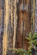 Abstract;Bark;Branch;Branches;Brown;Gray;Herbaceous;Patterns;Plant;Tan;Textures;