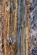 Abstract;Bark;Branch;Branches;Brown;Gray;Herbaceous;Patterns;Plant;Tan;Textures;