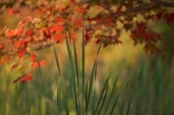 Autumn;botanical;botanicals;botany;Fall;flora;Foliage;Gray;Green;greenery;Harrim