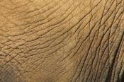 Abstract;Abstractions;Elephant;Mammal;Patterns;Shapes;Textures