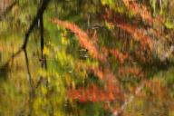 Abstract;Abstractions;Autumn;Brook;Chatsworth;Chattahoochee-National-Forest;Cree