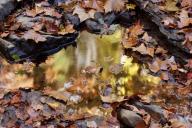 Boulder;Foliage;Geological;Geology;Leaf;Leafy;Leaves;Reflection;Reflections;Rock