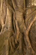 Abstract;Abstractions;Patterns;Shapes;Textures;Tree-Trunk;Trees;Bush;Shrub;Herba
