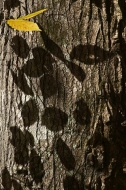 Abstract;Leaves;Leaf;Trees;Sunlight;Silhouette;Shadow;Season;Seasons;Tennessee;N