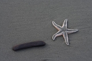 Ocean;Beach;Waves;Shore;Shoreline;Sand;Wet;Water;Sandy;Sea;Starfish;Abstract;Abs