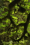 Forest;Trees;Leaves;Leaf;Plants;Woods;Bark;Outdoors;Nature;Natural;Woodland;Moss