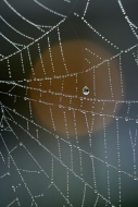 Spider;Web;Spider-Web;Arachnid;Dew;Sunlight;Sun;Beams;Sunbeam;Rays;Light;Luminan