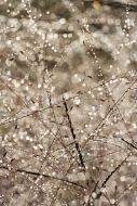 Dew;Details;Water;Abstract;Reflections;Drop;Moisture;Droplet;Morning;Bead;Dewey;