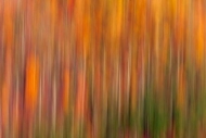 Abstraction;Kentucky;Abstract;Tan;Woodlands;Yellow;Kingdom-Come-State-Park;Trees