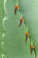 plant;Textures;Shapes;herbage;flora;vegetation;Abstract;Green;shrub;Abstractions