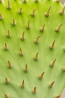 Textures;Arizona;SUCCULENT;botanicals;Shapes;vegetation;botany;shrub;botanical;f