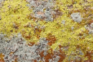 Green;Saguaro-National-Park;Abstractions;Arizona;Shapes;Rock;Gray;Lichen;Abstrac