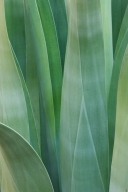 herb;vegetation;Succulent;Green;botanicals;greenery;botany;Abstractions;plant;Ab