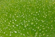 shapes;drop;Patterns;rain;Textures;dew-drops;water;droplet;Water-Lotus;Green;Abs