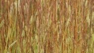 close-up;grass;Seed;Abstract;Textures;Abstraction;Tan;Seed-Head;Green;Seed-Heads