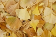 drop;Fall;Ginkgo-biloba;dew;Orange;Abstracts;Patterns;Textures;Veins;Vein;close-