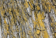Abstract;Abstraction;Abstractions;Abstracts;Brown;Close-up;Gold;Lichen;Line;Macr