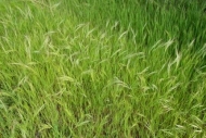Abstracts;Abstract;Grass;Patterns;Texas;Abstraction;Grass-seed-heads;Textures;Gr
