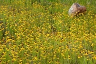 Blossom;Stone;Close-up;Brown;Rock;Texas;Yellow;Abstraction;Wildflower;Textures;F