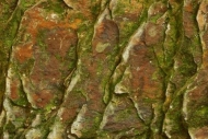 Rock-Face;Tan;Textures;Rock;Turkey-Run-State-Park;Red;Patterns;Green;Abstract;Or
