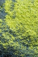Abstract;Abstraction;Green;Latourell-Falls;Oregon;Pattern;Rock;Rock-Formations