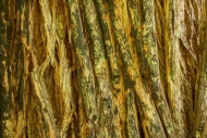 Abstract;Abstraction;California;Pattern;Redwood-National-Park;Shape;Texture;Tree