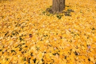 Abstract;Abstraction;Botannicals;Brown;Fallen-Leaves;Foliage;Ginkgo;Ginkgo-bilob