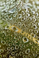 Abstract;Abstraction;Brown;Close-up;Dew;Dewy;Drop;Droplets;Gold;Green;Oneness;Pa