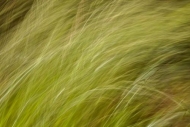 Abstract;Abstraction;Grass;Green;Line;Pattern;Plant;Texture;botanical;botanicals