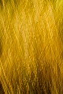 Abstract;Abstraction;Abstracts;Botannicals;Brown;Gold;Grass;Line;Oneness;Pattern