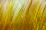 Abstract;Abstraction;Abstracts;Botannicals;Brown;Gold;Grass;Line;Oneness;Pattern