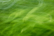 Abstract;Abstraction;Botannicals;Foliage;Green;Leaf;Leaves;Line;Oneness;Pattern;