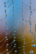 Abstract;Abstraction;Blue;Brown;Close-up;Dew;Dewy;Drop;Droplet;Droplets;Gold;Hea