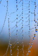 Blue;Dew;Dewy;Drop;Droplets;Spider-Web;Water;Water-Drops;Web;dew-drops;drops