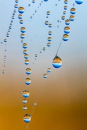 Abstract;Abstraction;Blue;Brown;Close-up;Dew;Dewy;Drop;Droplet;Droplets;Gold;Hea