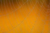 Brown;Dew;Dewy;Drop;Droplets;Gold;Orange;Spider-Web;Tan;Water;Water-Drops;Web;Ye