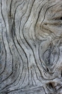 Patterns;Drift;Trees;Abstract;Tree-Trunk;Trunk;whitewater;driftwood;Branch;Beach