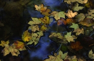 Fall-Scenes;Forest;Leaf;Leaves;Nature;Trees;Tennessee;Pool-of-Water;Reflections;