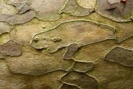 Plant;Trunk;Bark;Leafy;Branches;Branch;Woodland;Herbaceous;Shrub;Bush;Trees;Tree