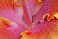 Floret;Floweret;Stamen;Pistel;Petals;Petal;Blossoms;Blossom;Bloom;Flowers;Flower