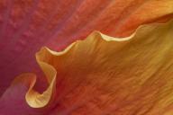 Floret;Floweret;Stamen;Pistel;Petals;Petal;Blossoms;Blossom;Bloom;Flowers;Flower