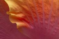 Floret;Floweret;Stamen;Pistel;Petals;Petal;Blossoms;Blossom;Bloom;Flowers;Flower