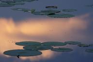 Tennessee;Brownsville;Hatchie-National-Wildlife-Refuge;Textures;Shapes;Patterns;