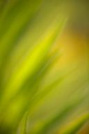 Tennessee;Columbia;Henry-Horton;Floret;Floweret;Stamen;Pistel;Petals;Petal;Bloss