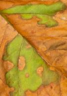 Abstract;Abstractions;Brown;Columbia;Foliage;Green;Henry-Horton-State-Park;Leaf;